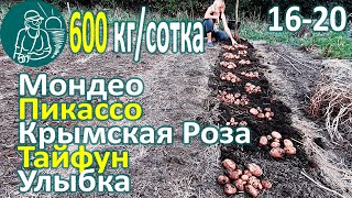 ???? Сбор урожая 26 сортов картофеля в жарком климате: Тайфун, Улыбка, Мондео, Пикассо, Крымская роза