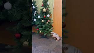 Juanita the armadillo checking out the decor #shorts