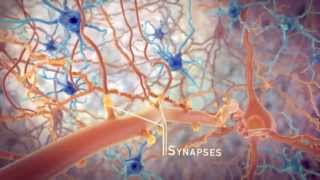 STEP and the synapse: memory formation