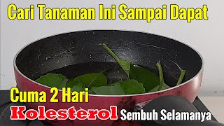 BANYAK ORANG NANAM TANAMAN INI DI DEPAN RUMAH, SEKARANG GILIRAN ANDA