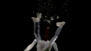 Exploding Bunchberry Video
