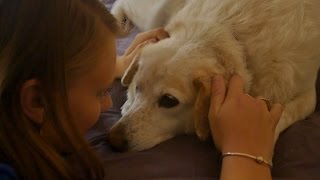 A Sweet Dog from the South Saved From a Puppy Mill