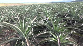 Tropical Pineapples Growing and picking process