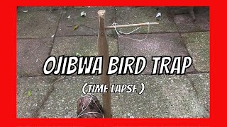 Ojibwa Bird Trap Making