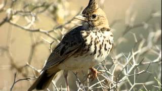 Хохлатый жаворонок(crested Lark)1