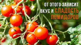 Как сделать томаты слаще мармелада?