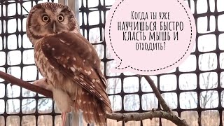 Тренируем сыча Крошу, делаем новые полочки для суча Лучика