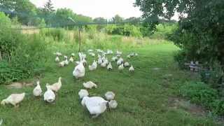 gänse enten und hühner auf der grünen wiese