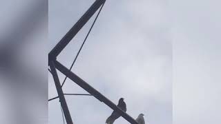 04.11.2019 небольшая тренировка Николаевских голубей
