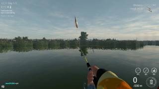 UNIQUE FLORIDA GAR