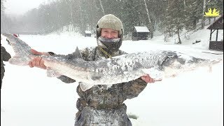 Зимний осетр! / Winter sturgeon!