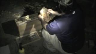 High Winds Knock Honey Bee Colony To The ground