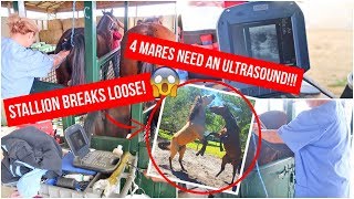 My Horse ACCIDENTALLY Got PREGNANT?!?!?