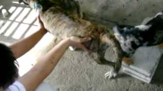 dog mating dachshund  (brandon) and tiger (askal dog)