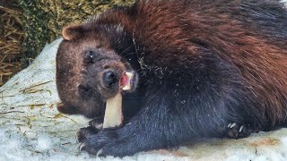 Росомаха вкусно жуёт косточку