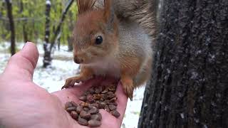 Удалось покормить Того Самого бельчонка / I managed to feed That squirrel