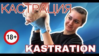 Кастрация  поросят 18+