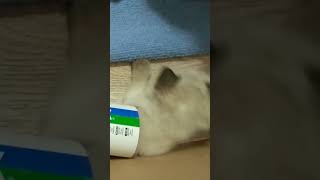 kitty help yourself cute kitten #shorts