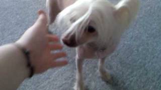 Chinese Crested Crying