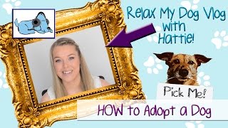 How to Adopt a Dog!