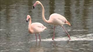 Greater flamingos mating (March 2014)