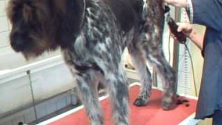 SALON TOILETTAGE REGARD CANIN TECK PRUNE