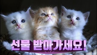 10만 구독자 이벤트 선물 찾아가라옹?