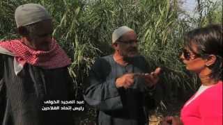 Teaser 2 الاكتفاء الذاتي من القمح في مصر