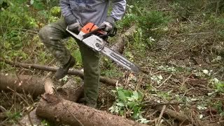Fall Firewood Cutting