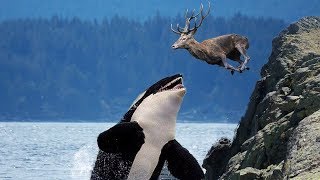 BADASS Ocean Creatures That EAT Land Animals!