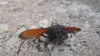 Tarantula Hawk stung to death by ants