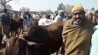Low price cattle mandi in pakistan|| cattle for sale market|| Best Bakra Mandi in pakistan 2020