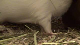 Guinea Pig Cam. Inside My guinea pigs cage.