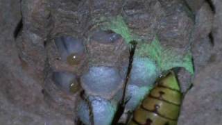 Il calabrone (Vespa crabro) Pappa alle larve