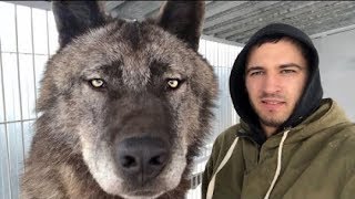 Gezegendeki En Büyük Kurdu Besleyen Adam - İnanılmaz Kurt Türleri.