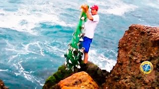 Gran Pesca de Sargos con Red NIVEL EXPERTO