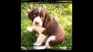 Top ten gun dogs