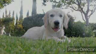 КОТЯТА И ЩЕНКИ KITTENS AND PUPPIES