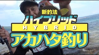ハイブリット新釣法で爆釣アカハタ釣り