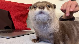 カワウソが飼い主の鼻ををいじり続けた結果、鼻の穴が… otter that keeps tweaking its owner's nose.