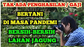 BANTING SETIR MENJADI PETANI. MENANAM JAGUNG, PERAWATAN TANAMAN JAGUNG. PETANI DADAKAN.