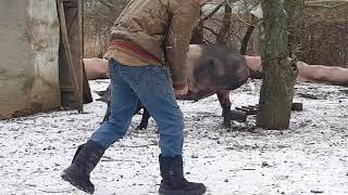 Режем свинью