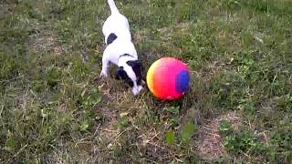 CANE CALCIATORE CHE GIOCA CON PALLA COLORATA
