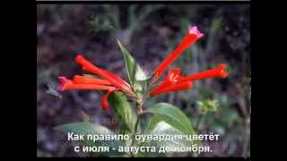 Бувардия