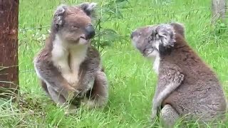 TOP 10 PELEAS DE ANIMALES MÁS LOCAS