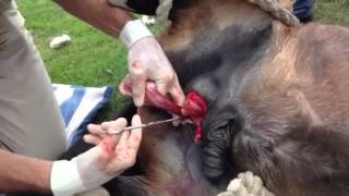Mini horse castration