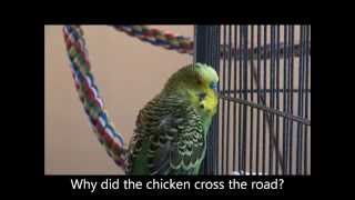 Why DID the Chicken Cross the Road, Disco?