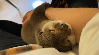 カワウソさくら 寝言と寝息を言いながら寝ぼけて抱きしめてくるカワウソ otter hugging me when I'm asleep