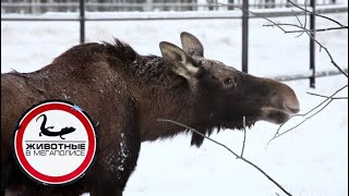 Лоси | Джуманджи. Животные в мегаполисе