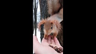 Белка после ледяного дождя / Squirrel after an icy rain